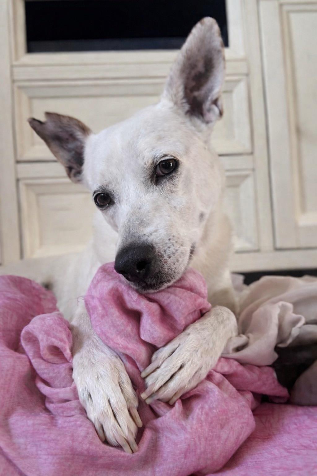 Enlarge Yo-Yo, a Adoptable Cattle Dog in Queen Creek, AZ image 2/3