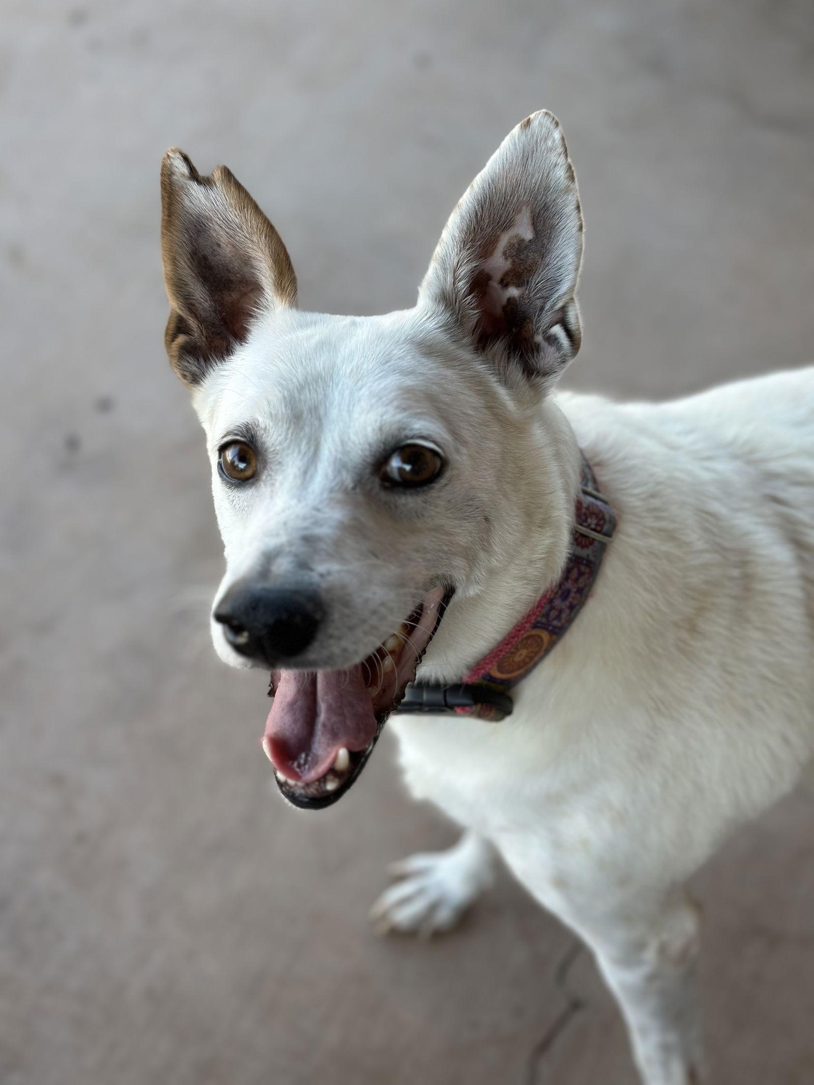 Enlarge Yo-Yo, a Adoptable Cattle Dog in Queen Creek, AZ image 3/3
