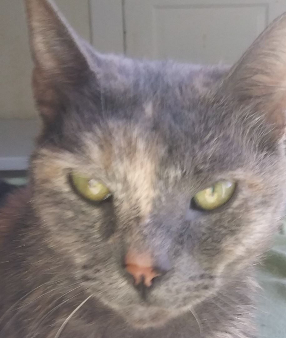 Anneka, a Adoptable Dilute Tortoiseshell in Morganton, NC image 1/2