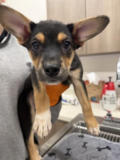 FATE, Adoptable, Puppy Female German Shepherd Dog.