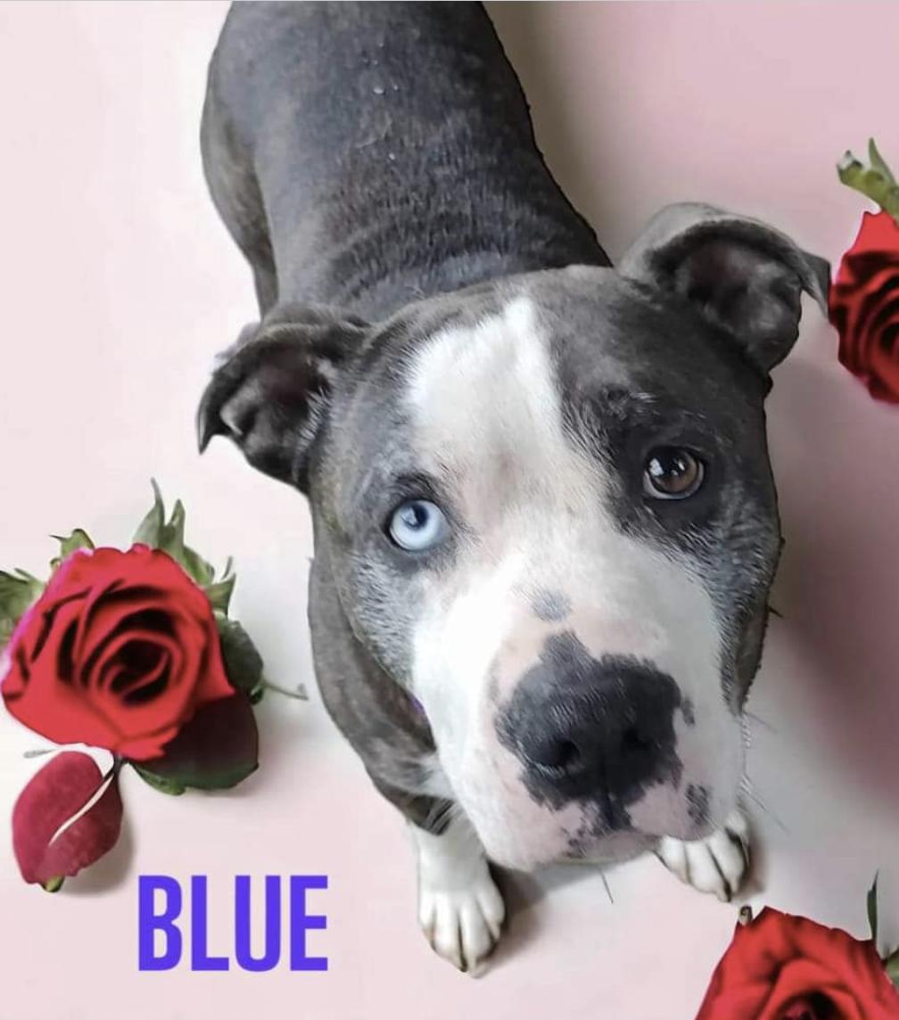 BLUE, Adoptable, Adult Male Pit Bull Terrier.