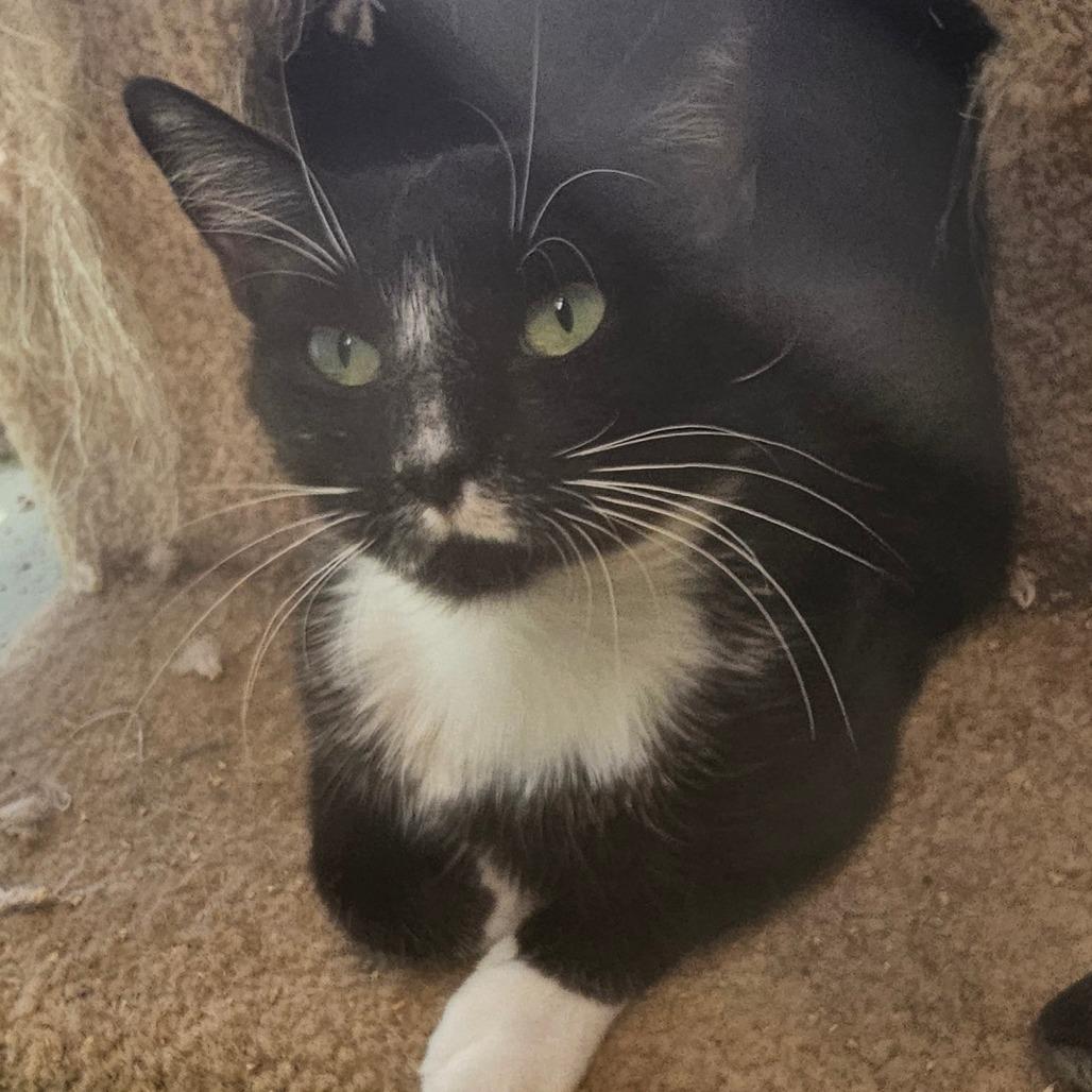 Helena, Adoptable, Adult Female Domestic Short Hair.