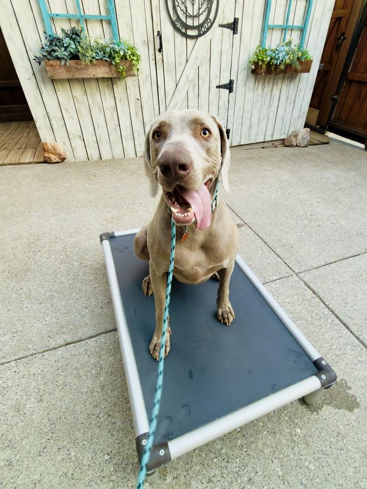 Clyde (was Klay & Clive), Adoptable, Adult Male Weimaraner.
