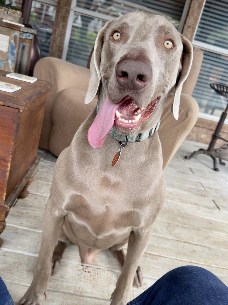 Clyde (was Klay & Clive), a Adoptable Weimaraner in Dallas, TX image 2/4