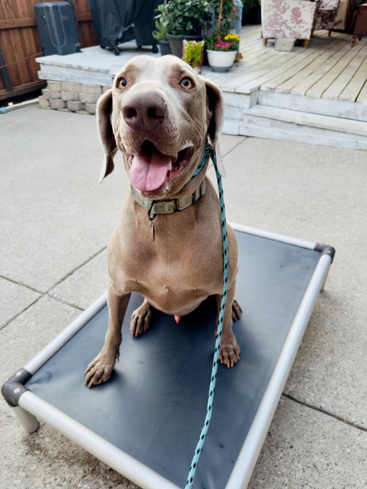 Clyde (was Klay & Clive), a Adoptable Weimaraner in Dallas, TX image 3/4
