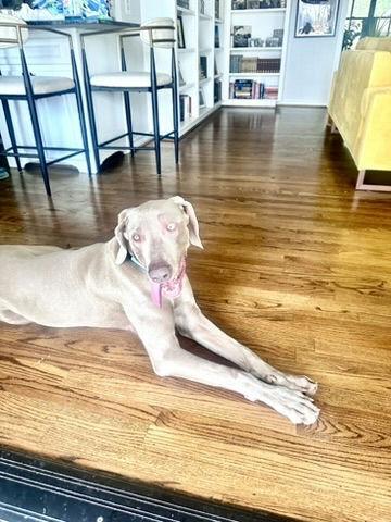 Clyde (was Klay & Clive), a Adoptable Weimaraner in Dallas, TX image 4/4