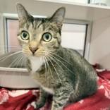 Ariel, ADOPTABLE, Adult Female Domestic Short Hair.