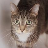 Enlarge Ariel, a ADOPTABLE Domestic Short Hair in Hilliard, OH image 2/2