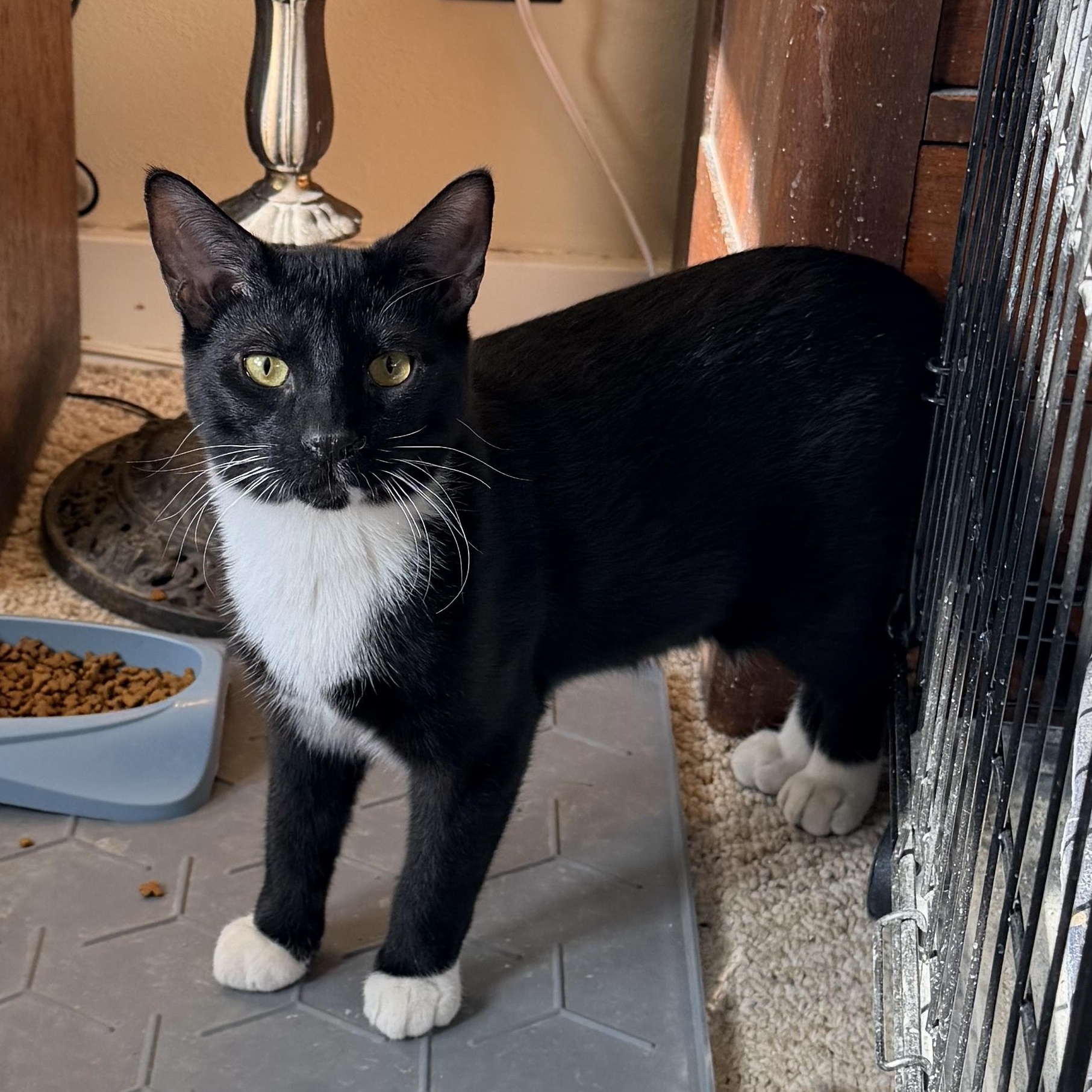 Pueblo, Adoptable, Young Male Domestic Medium Hair.