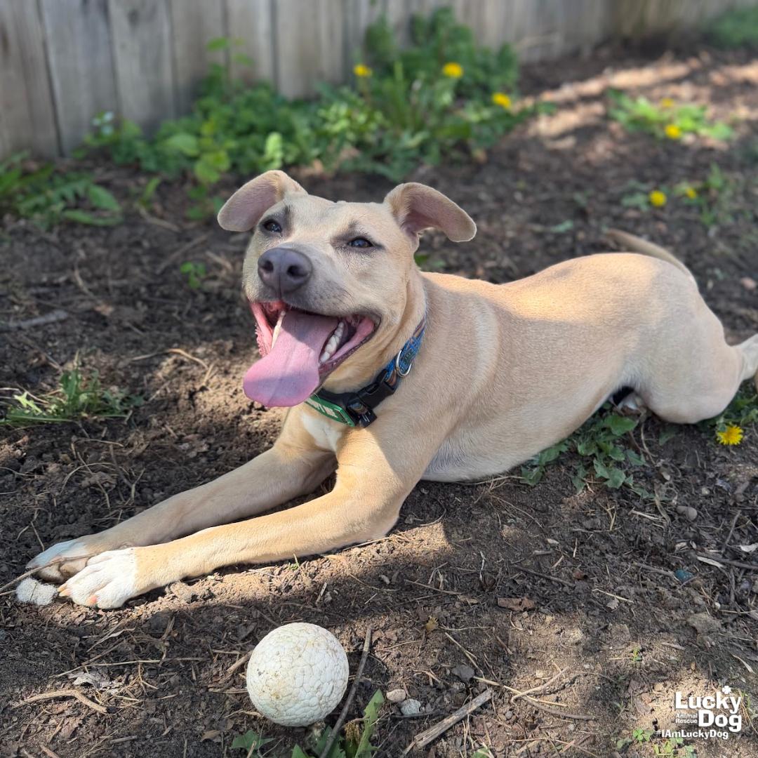 Kali, Adoptable, Young Female Terrier.