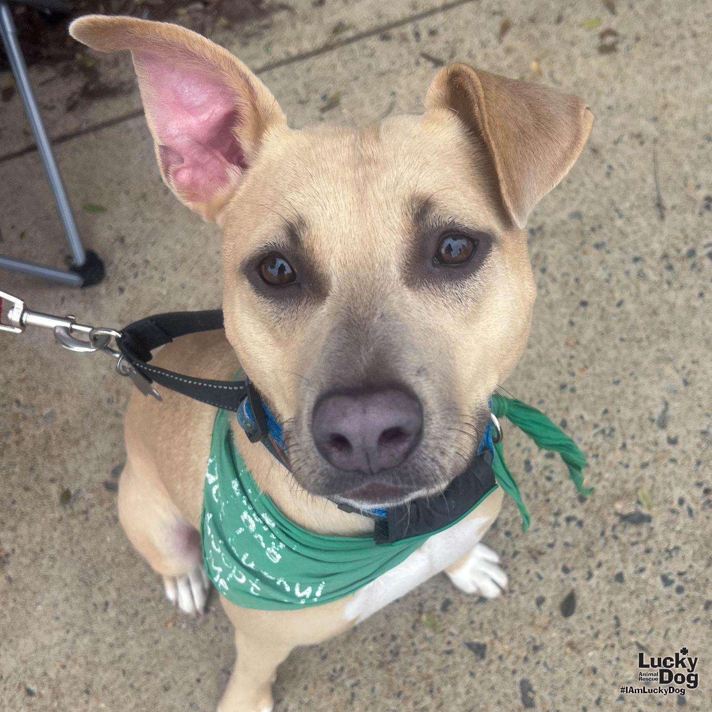 Enlarge Kali, a Adoptable Terrier in Washington, DC image 2/3