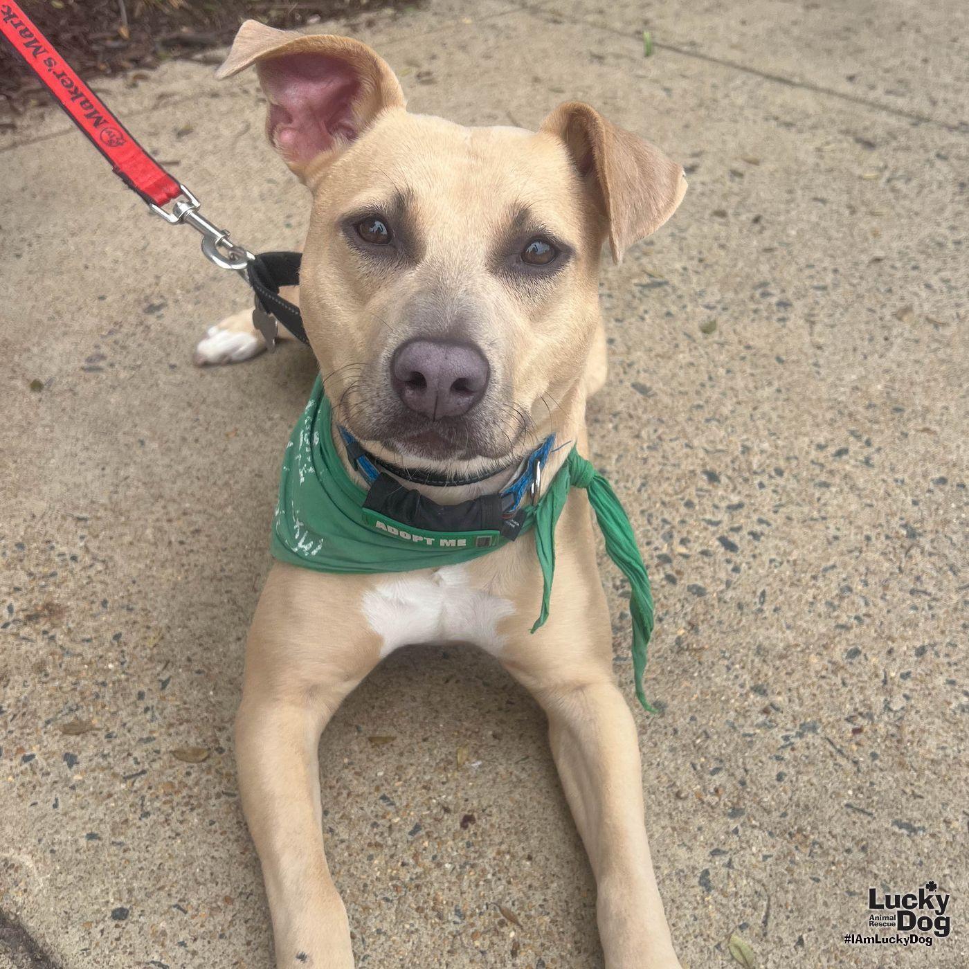 Enlarge Kali, a Adoptable Terrier in Washington, DC image 3/3