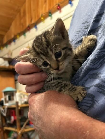 Scout - Extraordinarily Cute Bengal Mix Kitten, Adopted, Kitten Male Tiger & Bengal.