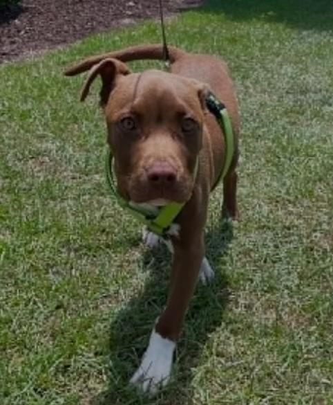 Rippy Rap, a ADOPTABLE mixed breed in Ayden, NC image 2/5