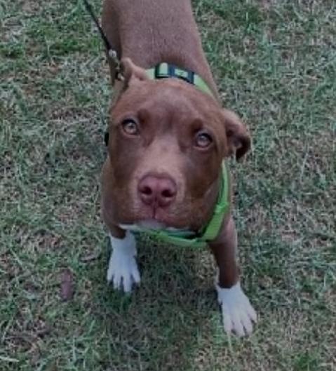 Rippy Rap, a ADOPTABLE mixed breed in Ayden, NC image 4/5