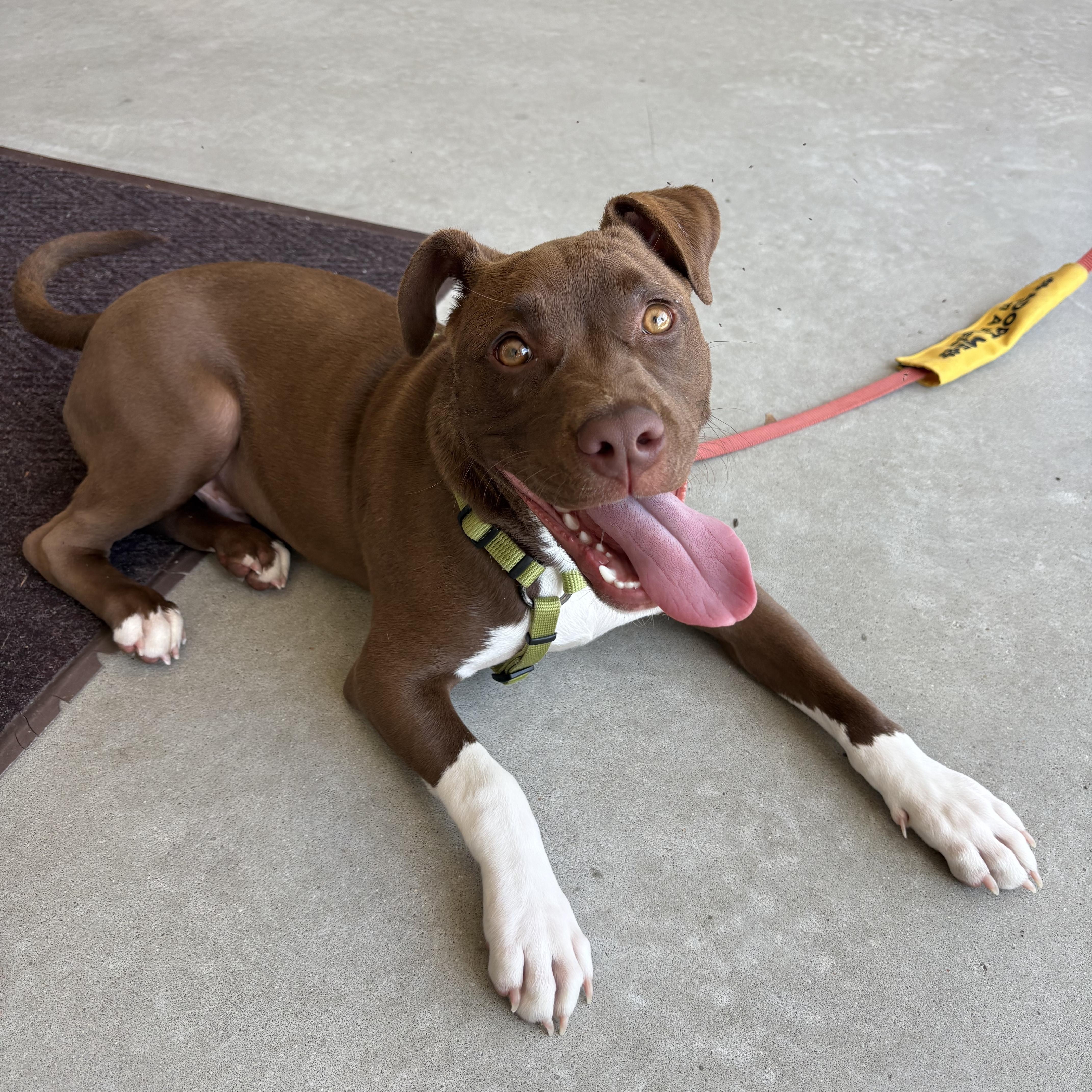 Rippy Rap, a ADOPTABLE mixed breed in Ayden, NC image 1/5
