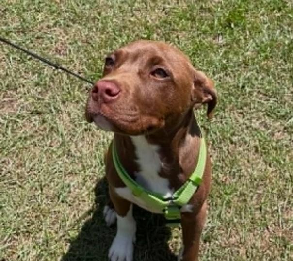 Rippy Rap, a ADOPTABLE mixed breed in Ayden, NC image 3/5