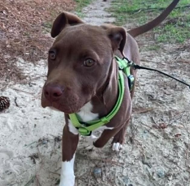 Rippy Rap, a ADOPTABLE mixed breed in Ayden, NC image 5/5