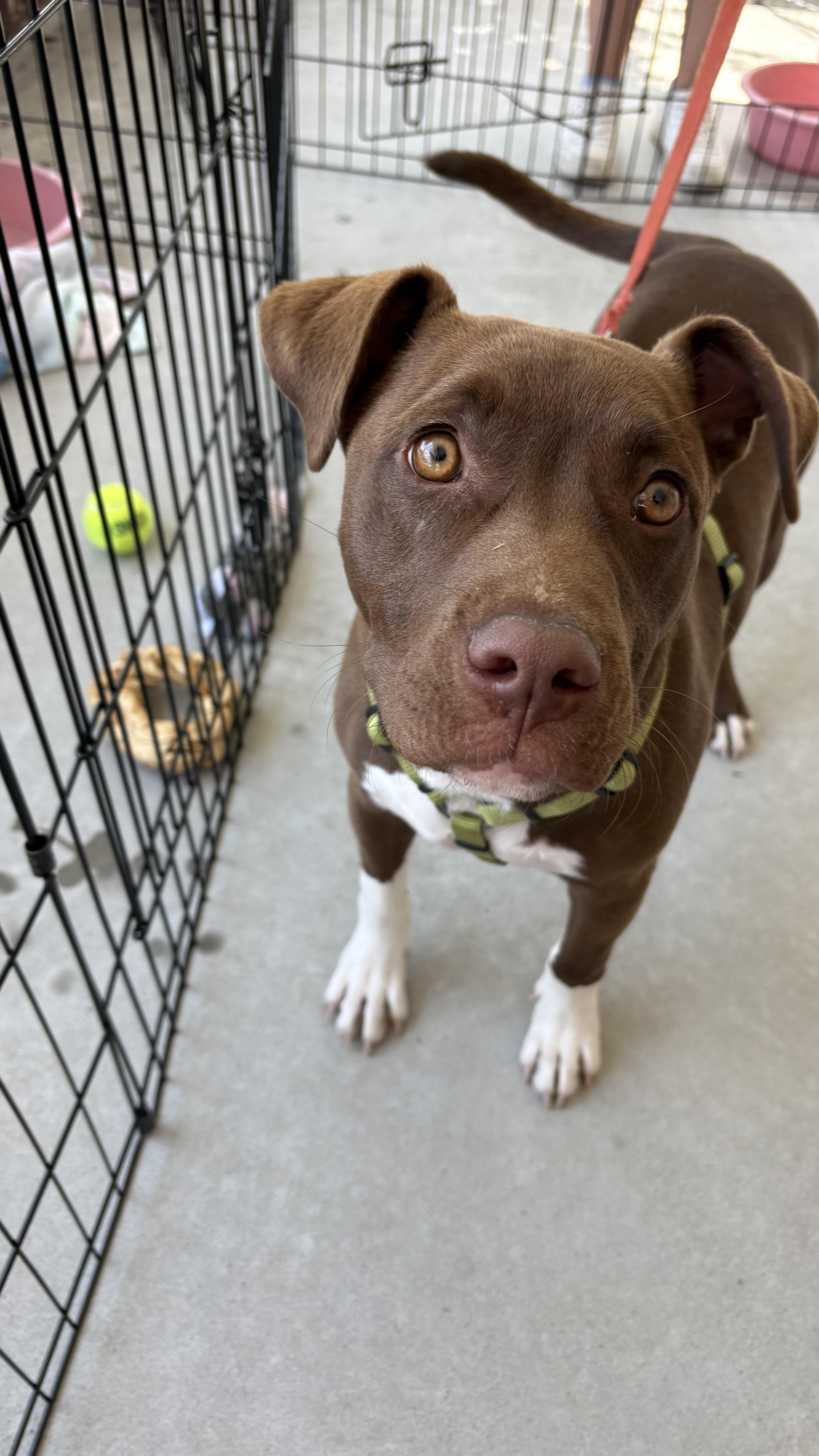Rippy Rap, a ADOPTABLE mixed breed in Ayden, NC image 5/5