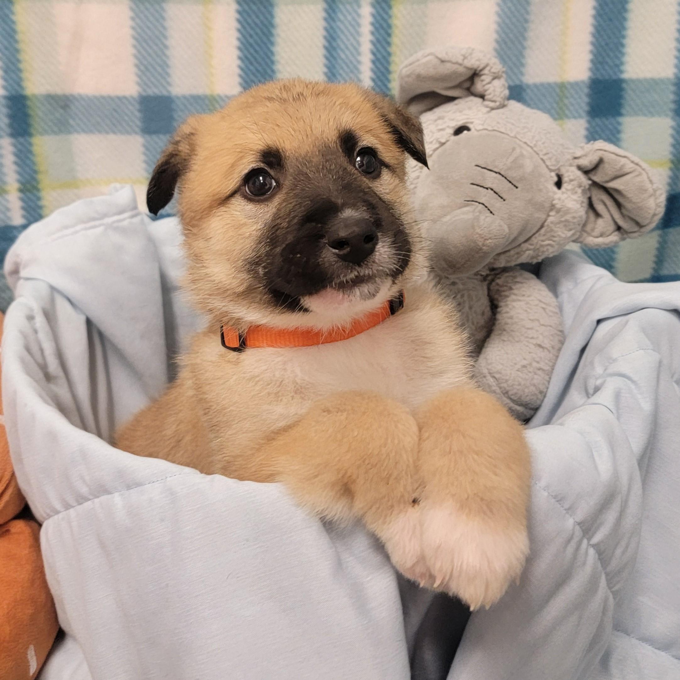 Enlarge Pork Chop, a ADOPTABLE mixed breed in ALPINE, TX image 2/6