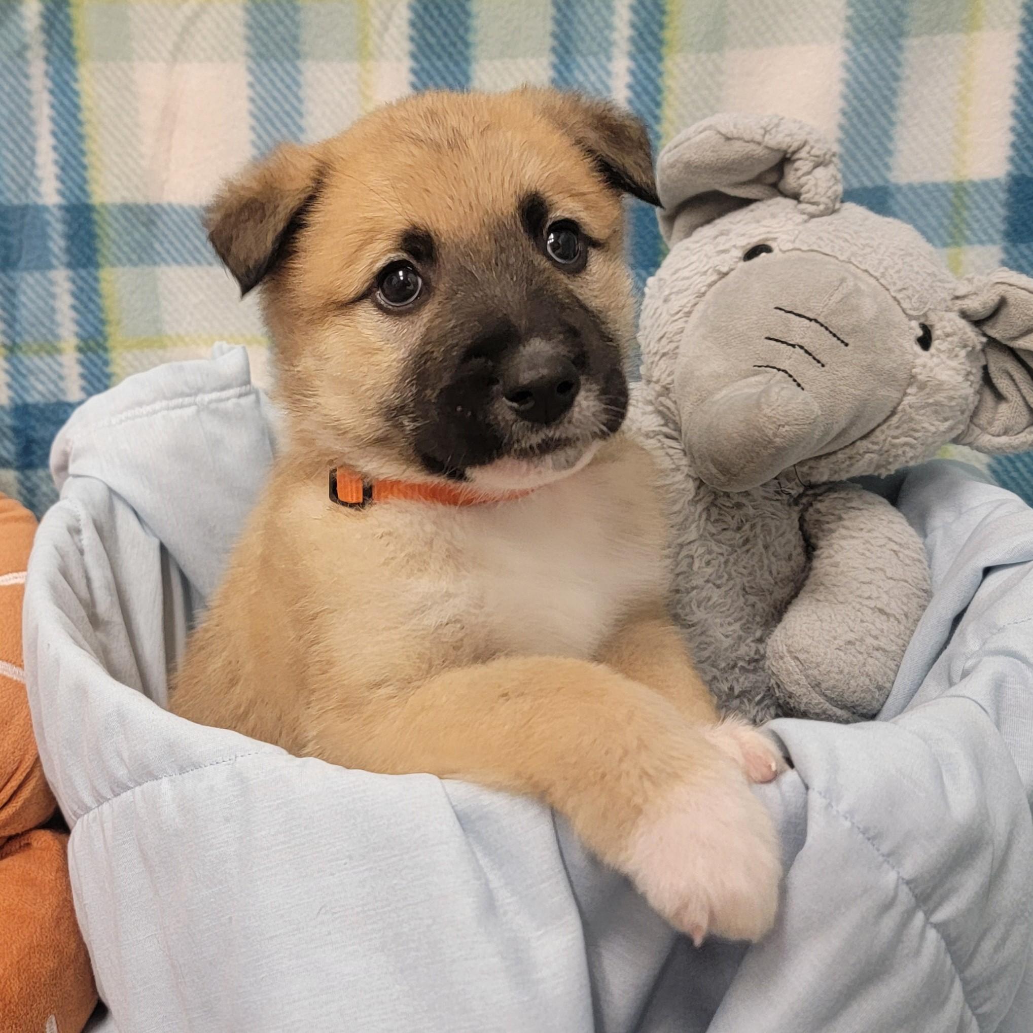 Pork Chop, ADOPTABLE, Young Male Great Pyrenees.