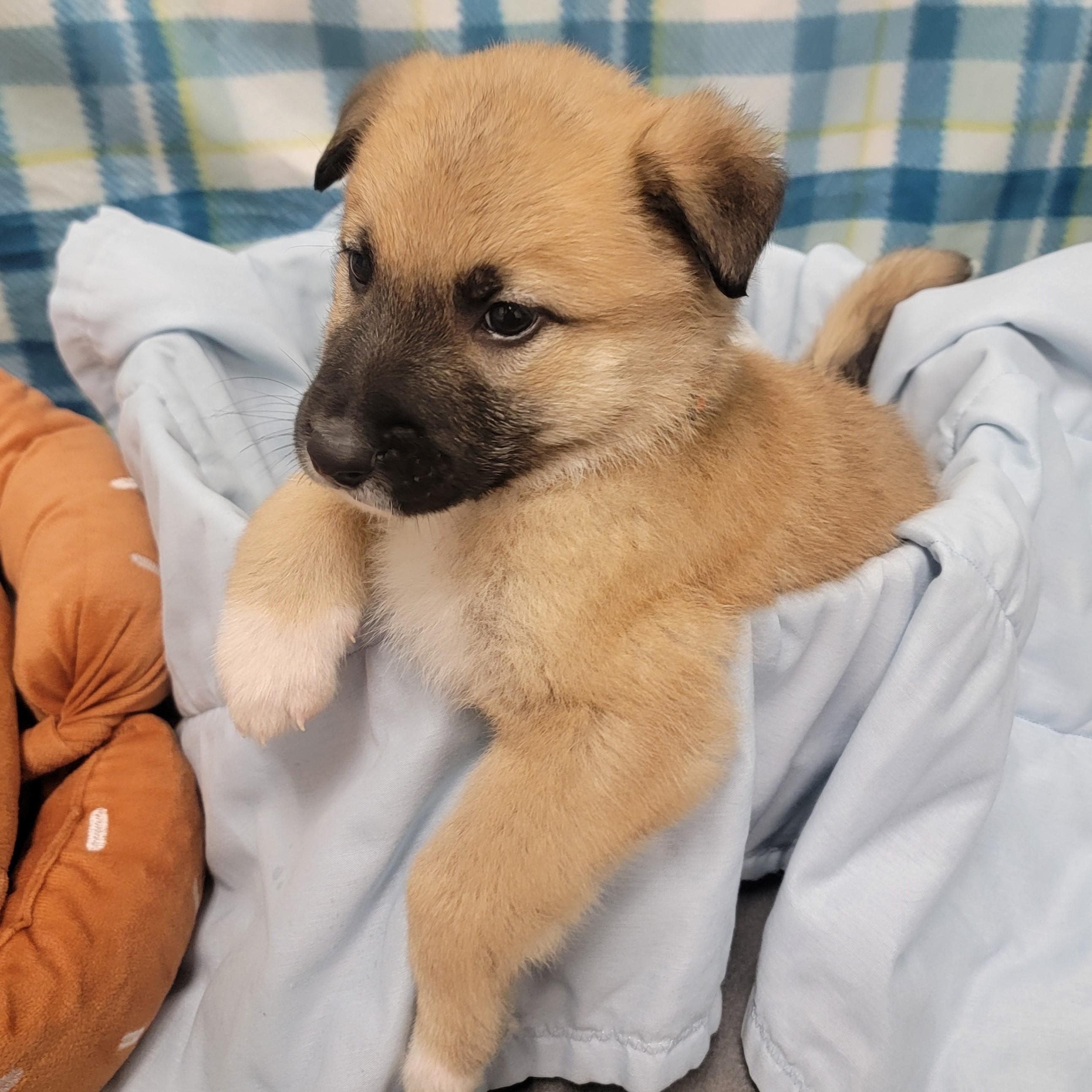 Enlarge Pork Chop, a ADOPTABLE mixed breed in ALPINE, TX image 6/6