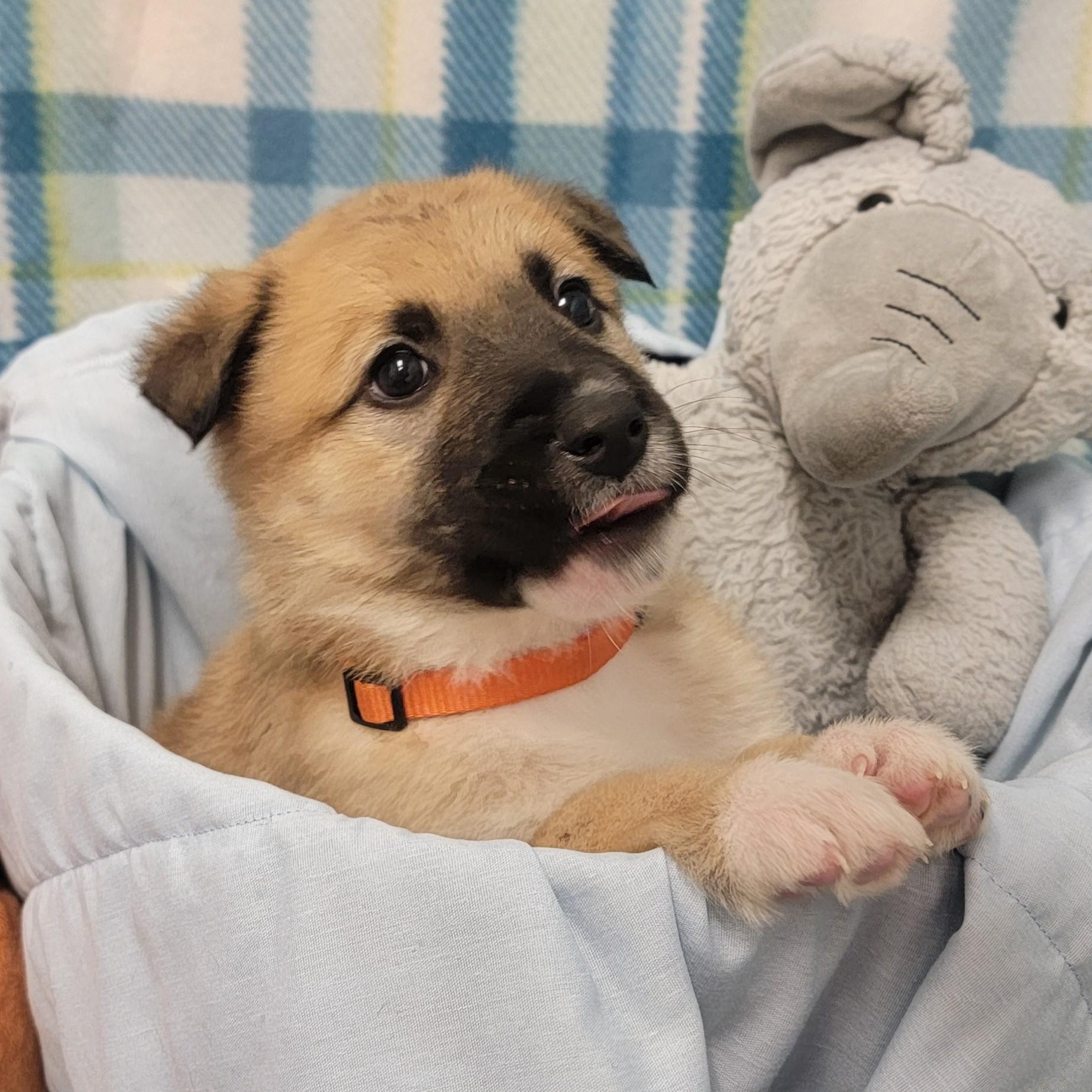 Enlarge Pork Chop, a ADOPTABLE mixed breed in ALPINE, TX image 3/6
