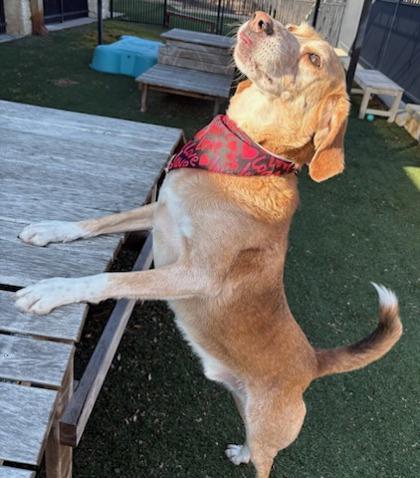 Skinny, a Adoptable mixed breed in Irving, TX image 1/3
