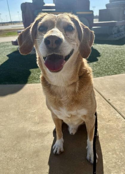 Skinny, a Adoptable mixed breed in Irving, TX image 3/3