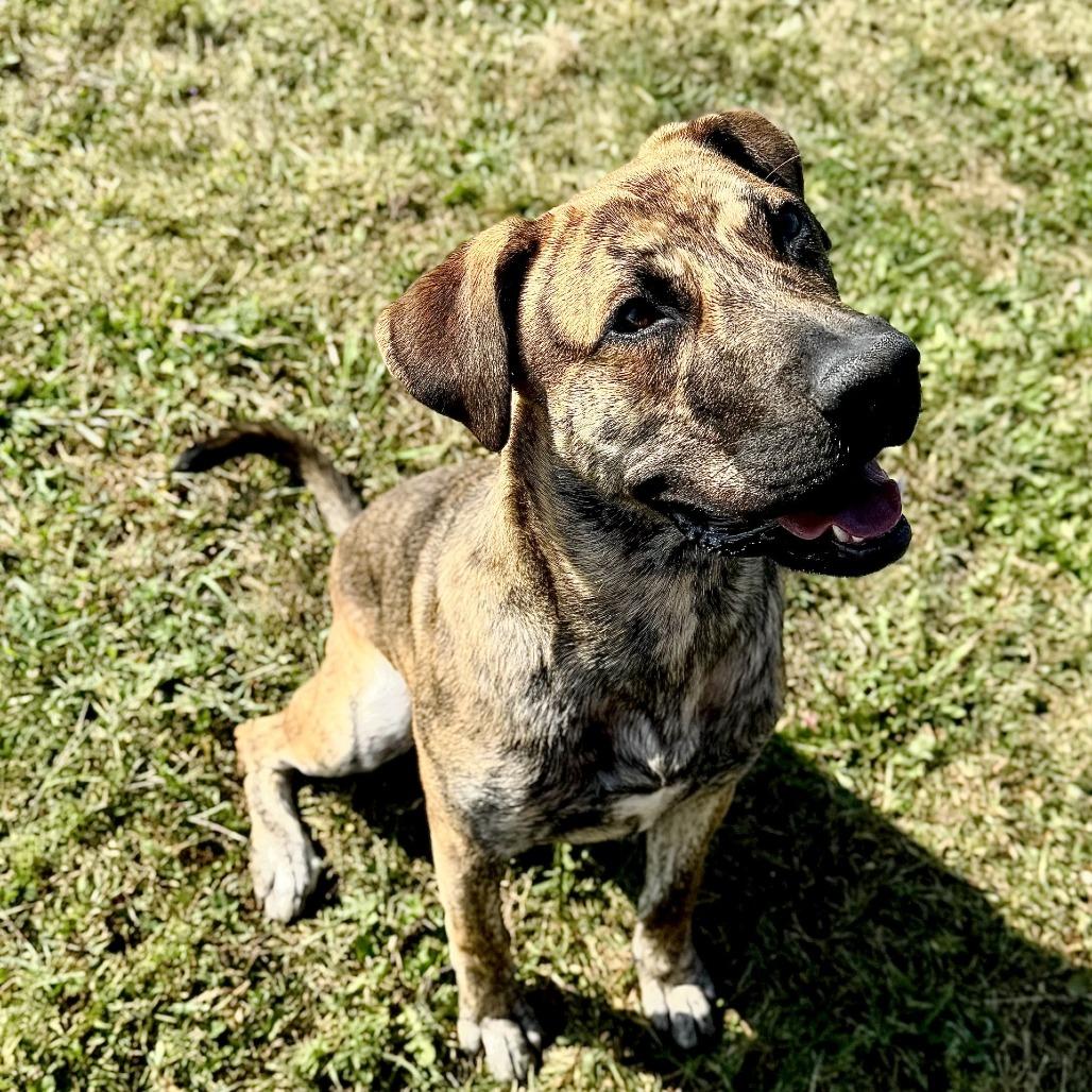 Enlarge Sven, a Adoptable mixed breed in Rock Falls, IL image 1/1