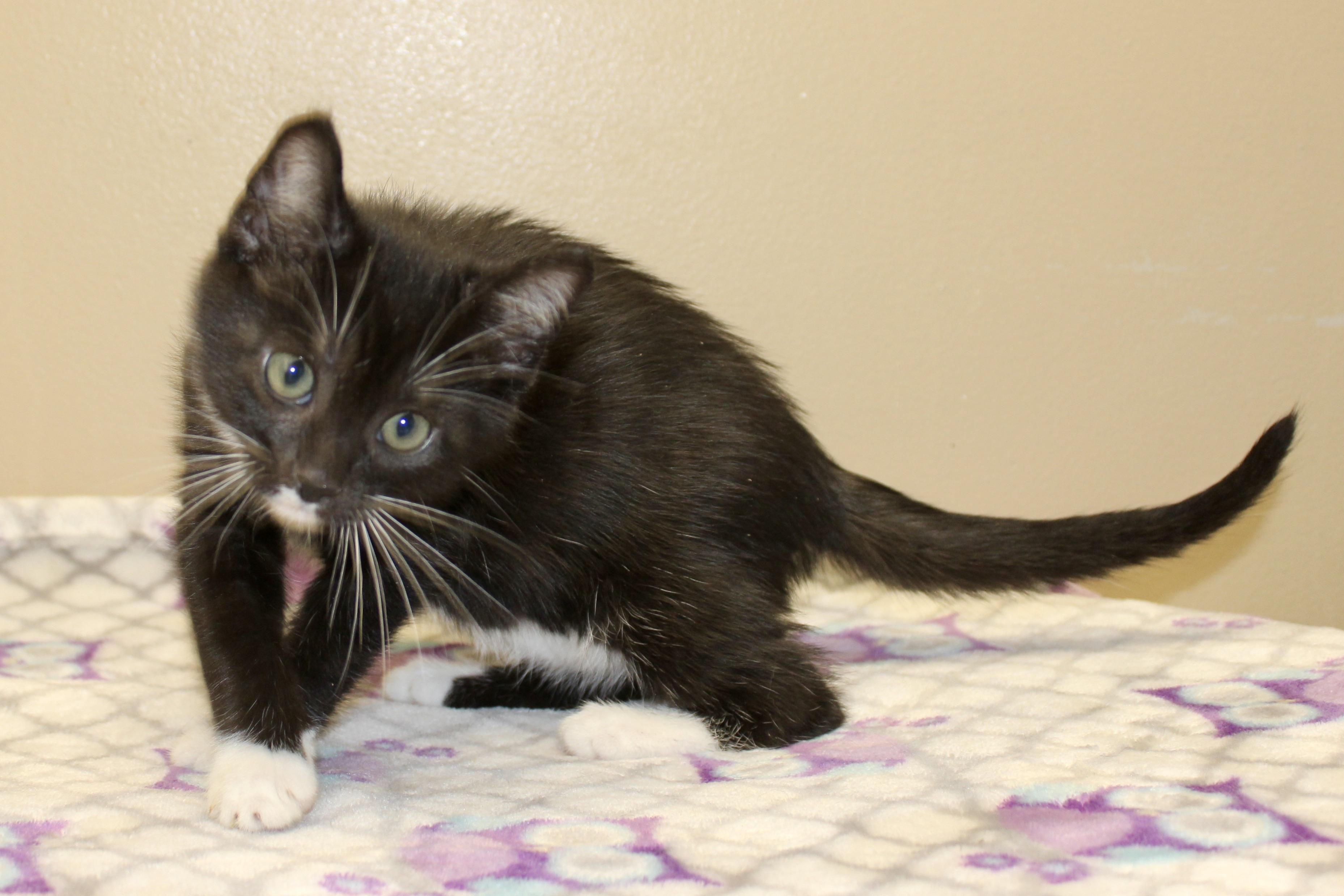 MICHAEL, Baby Male Domestic Short Hair