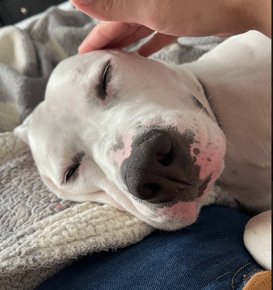 Hot-Toddy! — thumbnail 4