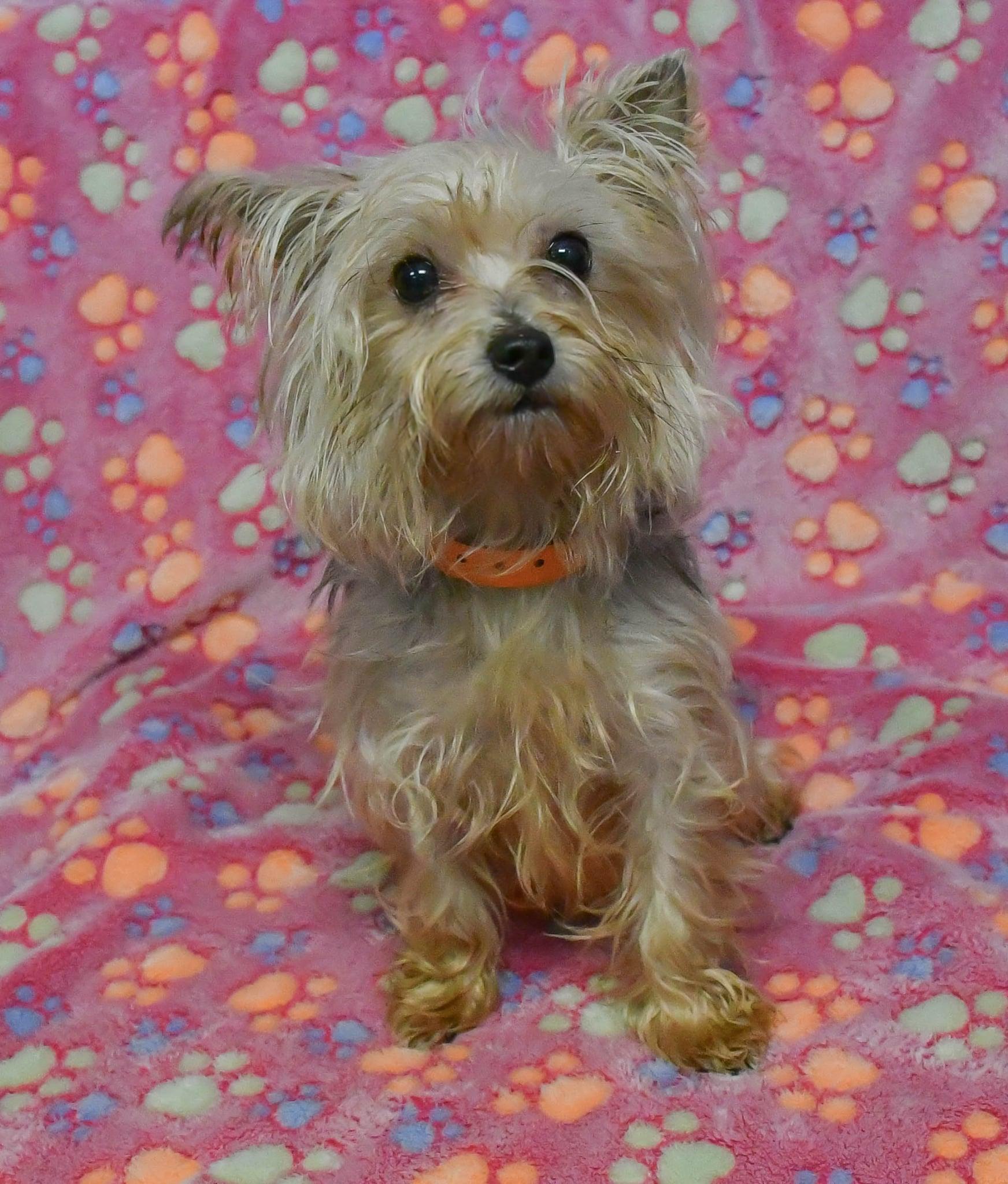 Pamela in NH! Come Meet Our Adoptable Dogs Wed-Sat, More info in Bio, Adoptable, Adult Female Yorkshire Terrier.