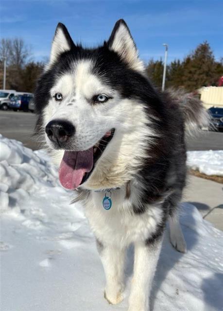 BRUNO, Adoptable, Adult Male Siberian Husky.
