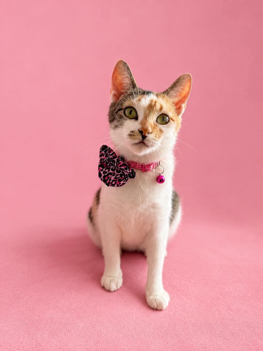 Clara, ADOPTABLE, Adult Female Domestic Short Hair.