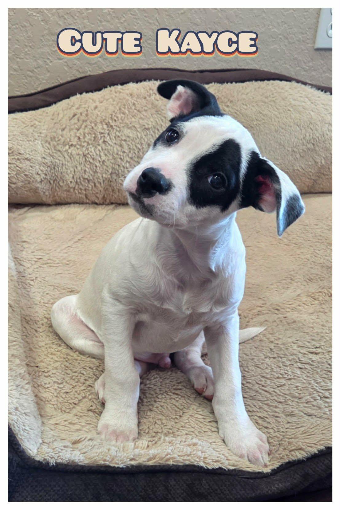 Kayce, adopted, Puppy Male American Bulldog & Pit Bull Terrier.