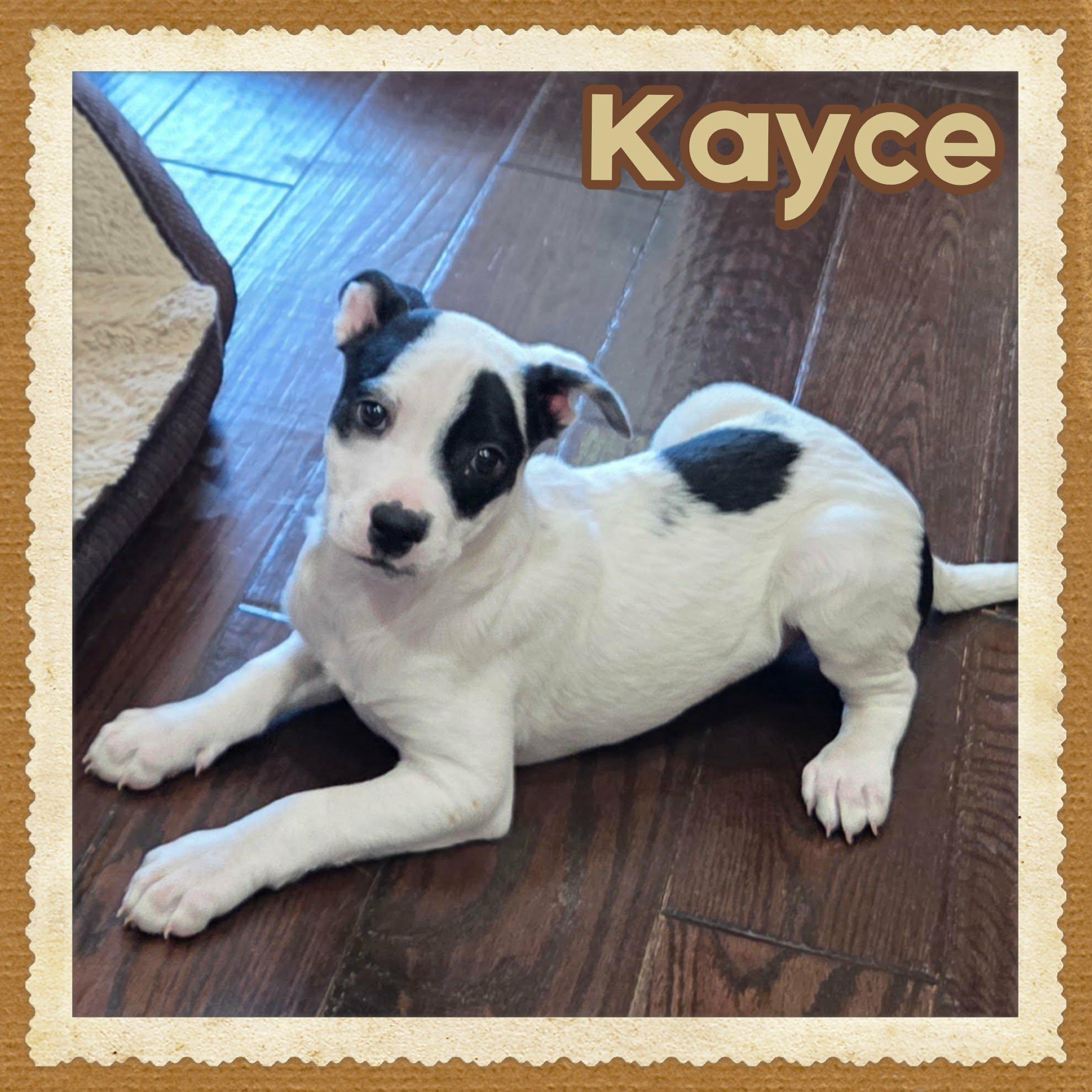 Enlarge Kayce, an adopted mixed breed in Grove, OK image 2/4