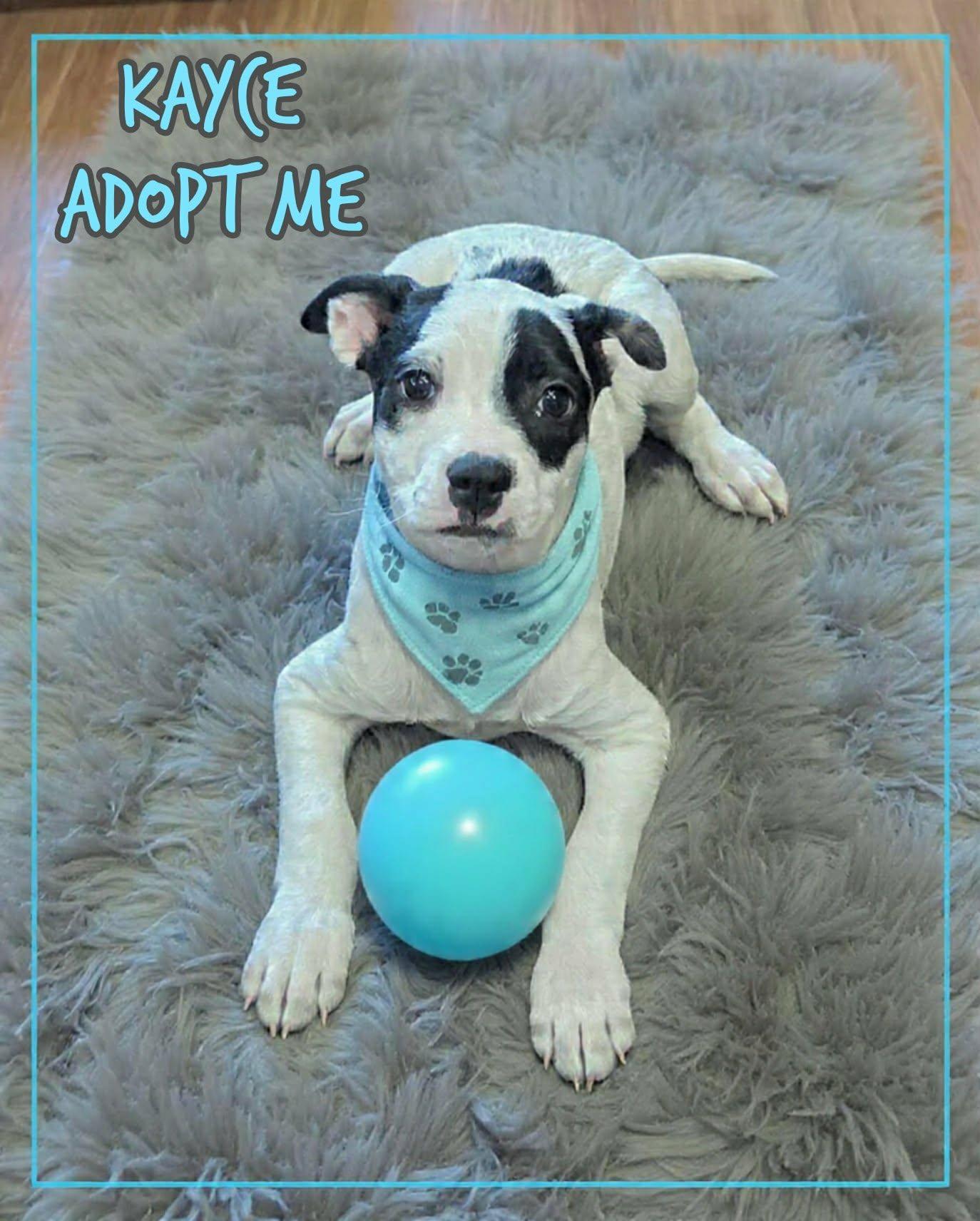 Enlarge Kayce, an adopted mixed breed in Grove, OK image 3/4