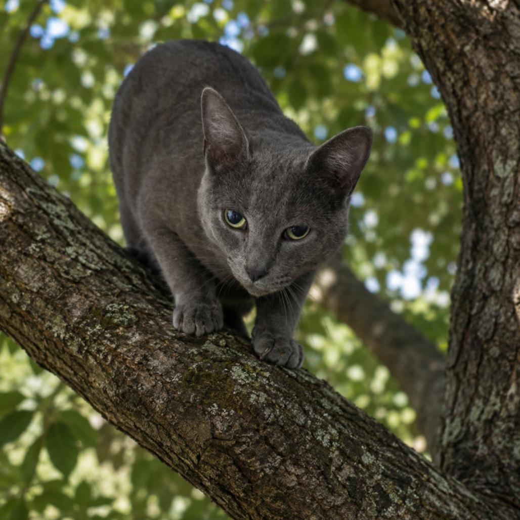 Enlarge Pookie 26-0407, a Adoptable Domestic Short Hair in Yanceyville, NC image 1/1