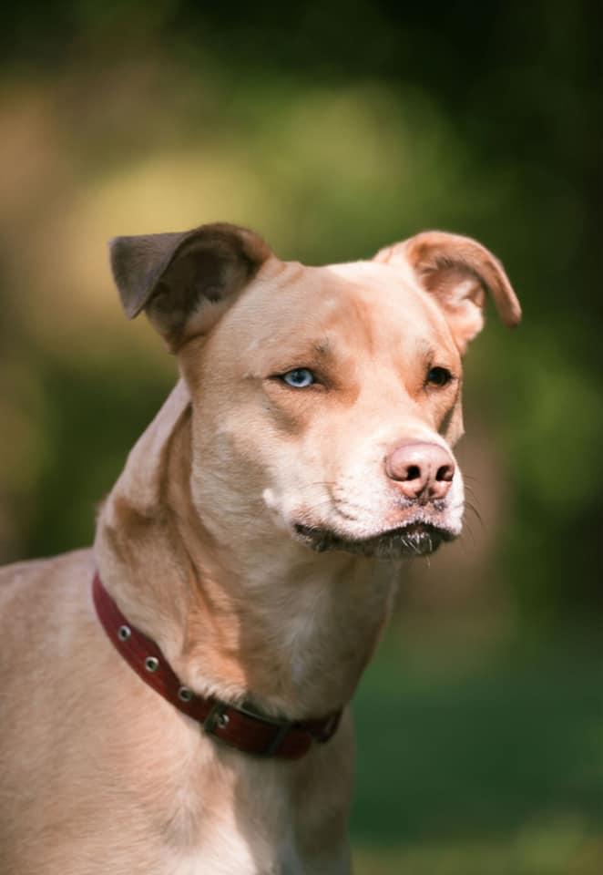 Maggie Mae, Adoptable, Young Female Husky & Shepherd.