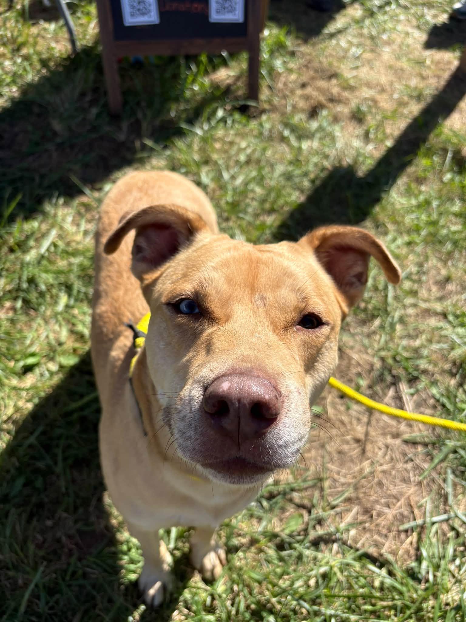 Enlarge Maggie Mae, a Adoptable mixed breed in Plainfield, IN image 1/4