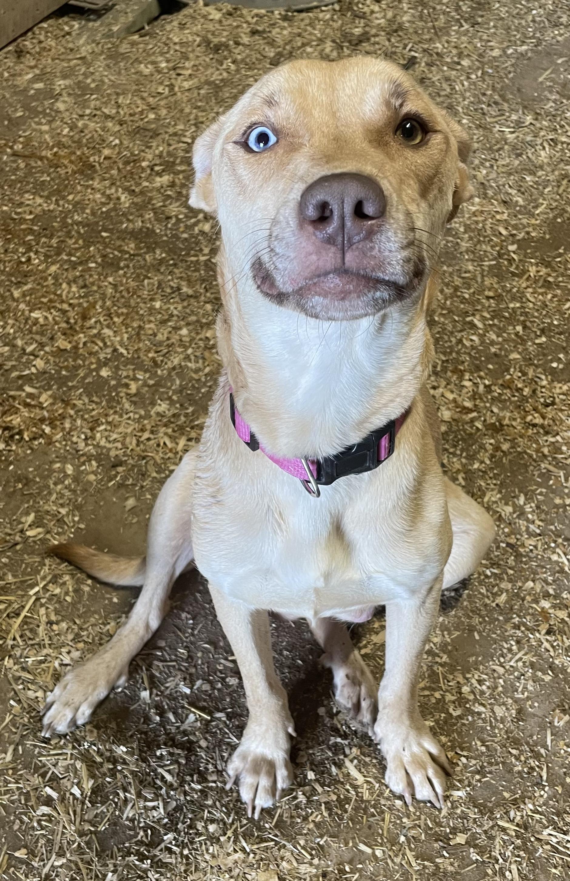 Maggie Mae, a Adoptable mixed breed in Plainfield, IN image 2/3