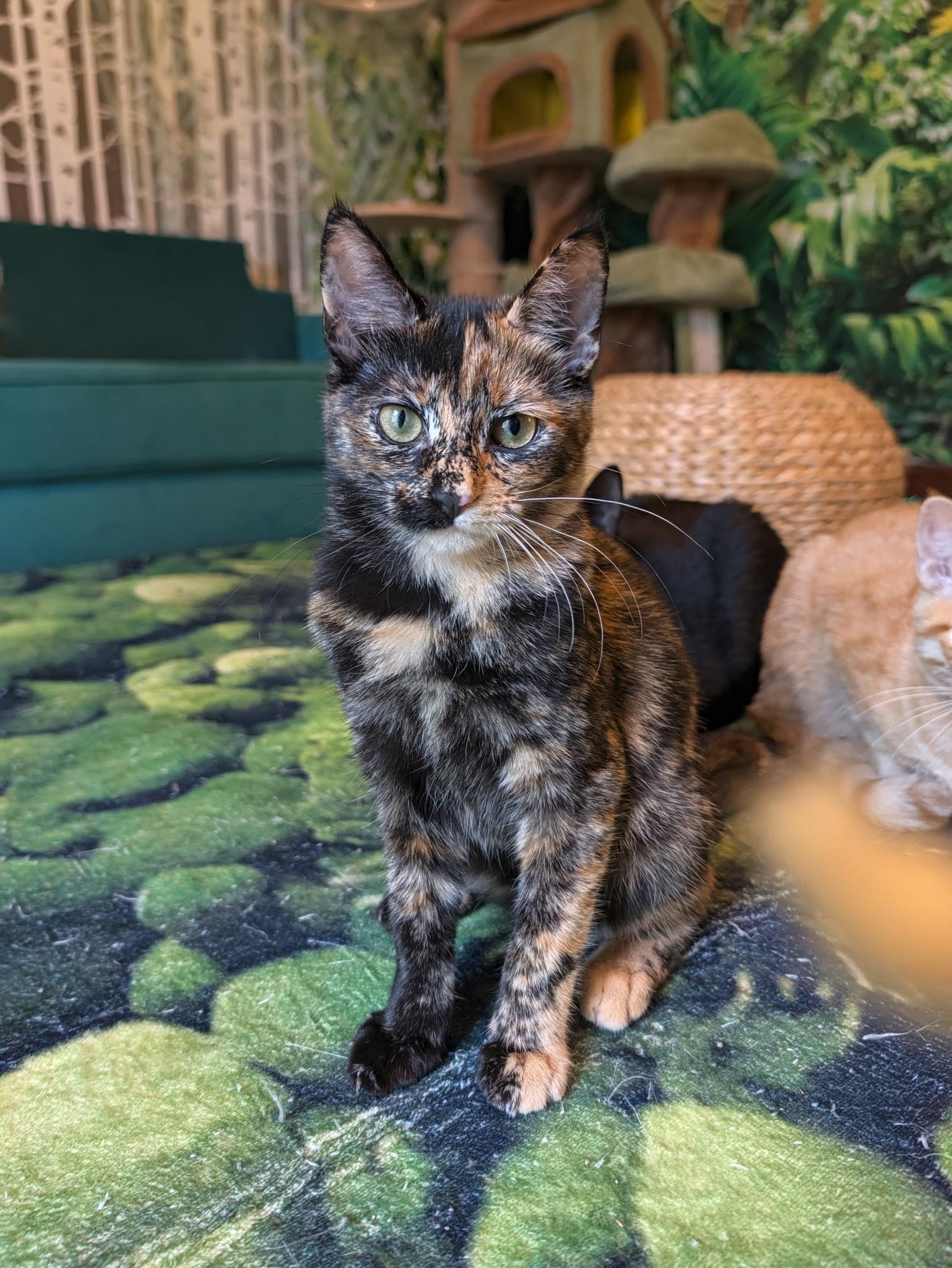Junebug, Adoptable, Kitten Female Tortoiseshell.