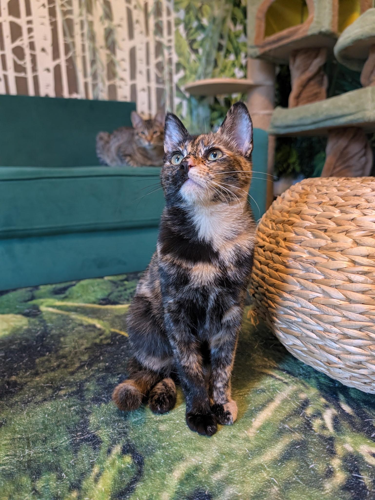Enlarge Junebug, a Adoptable Tortoiseshell in Beaverton, OR image 3/6