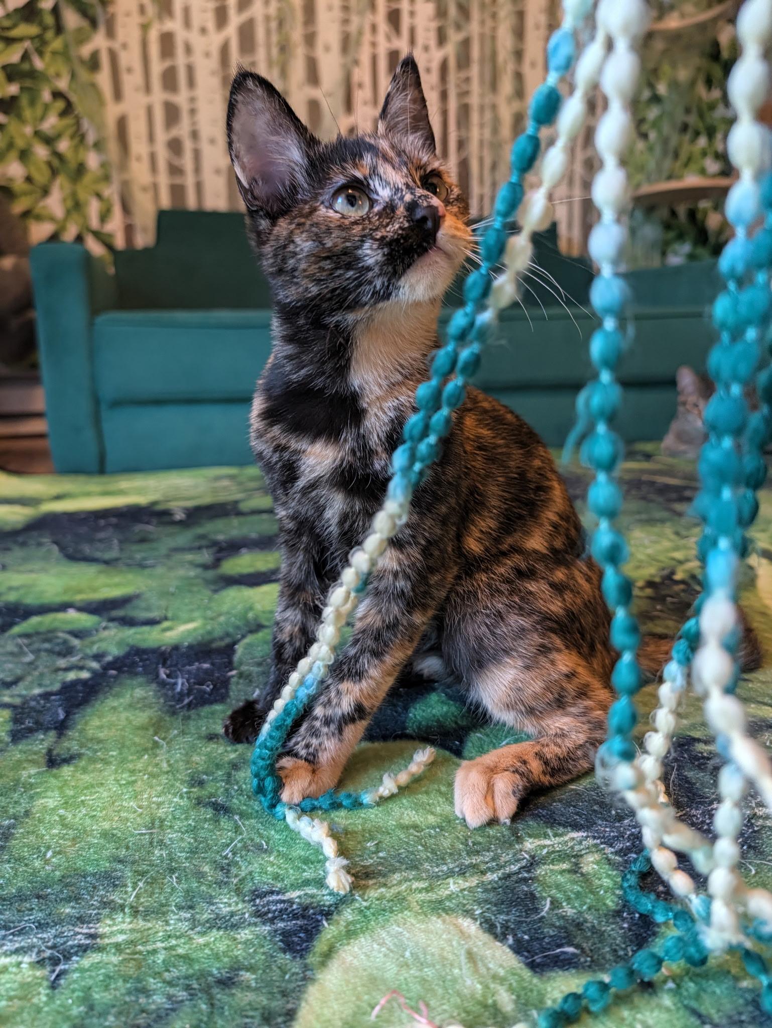Enlarge Junebug, a Adoptable Tortoiseshell in Beaverton, OR image 5/6