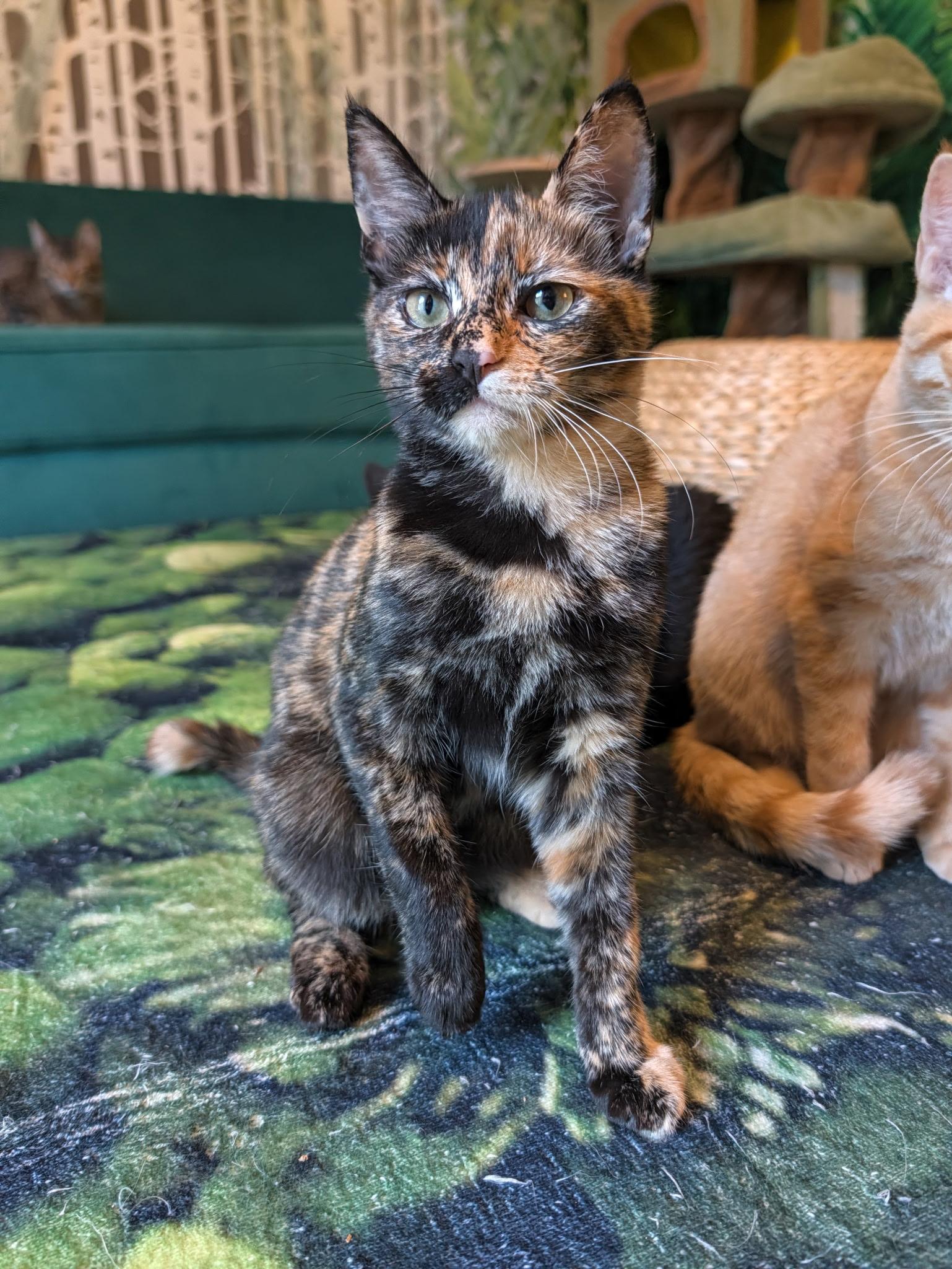 Enlarge Junebug, a Adoptable Tortoiseshell in Beaverton, OR image 4/6