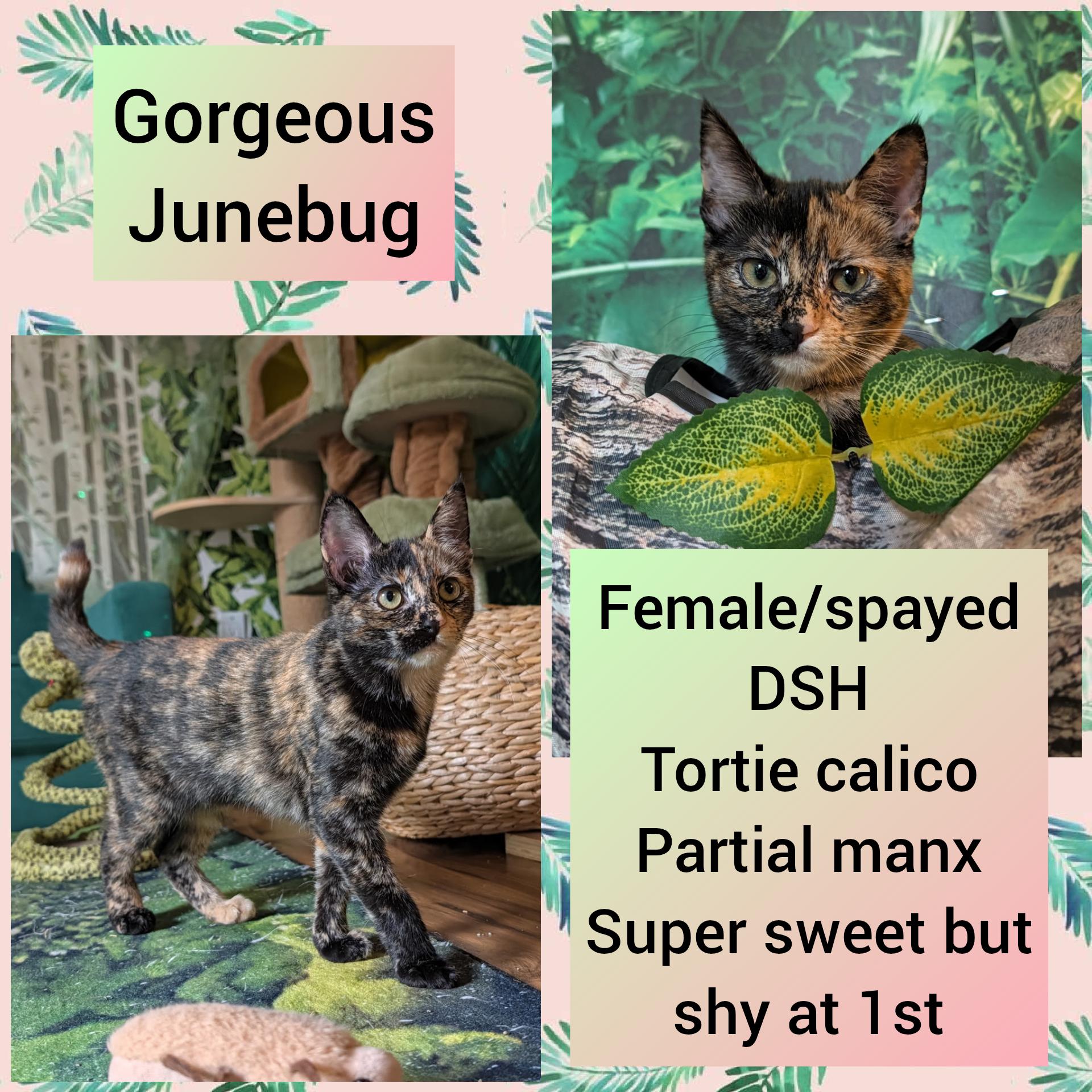 Enlarge Junebug, a Adoptable Tortoiseshell in Beaverton, OR image 2/6
