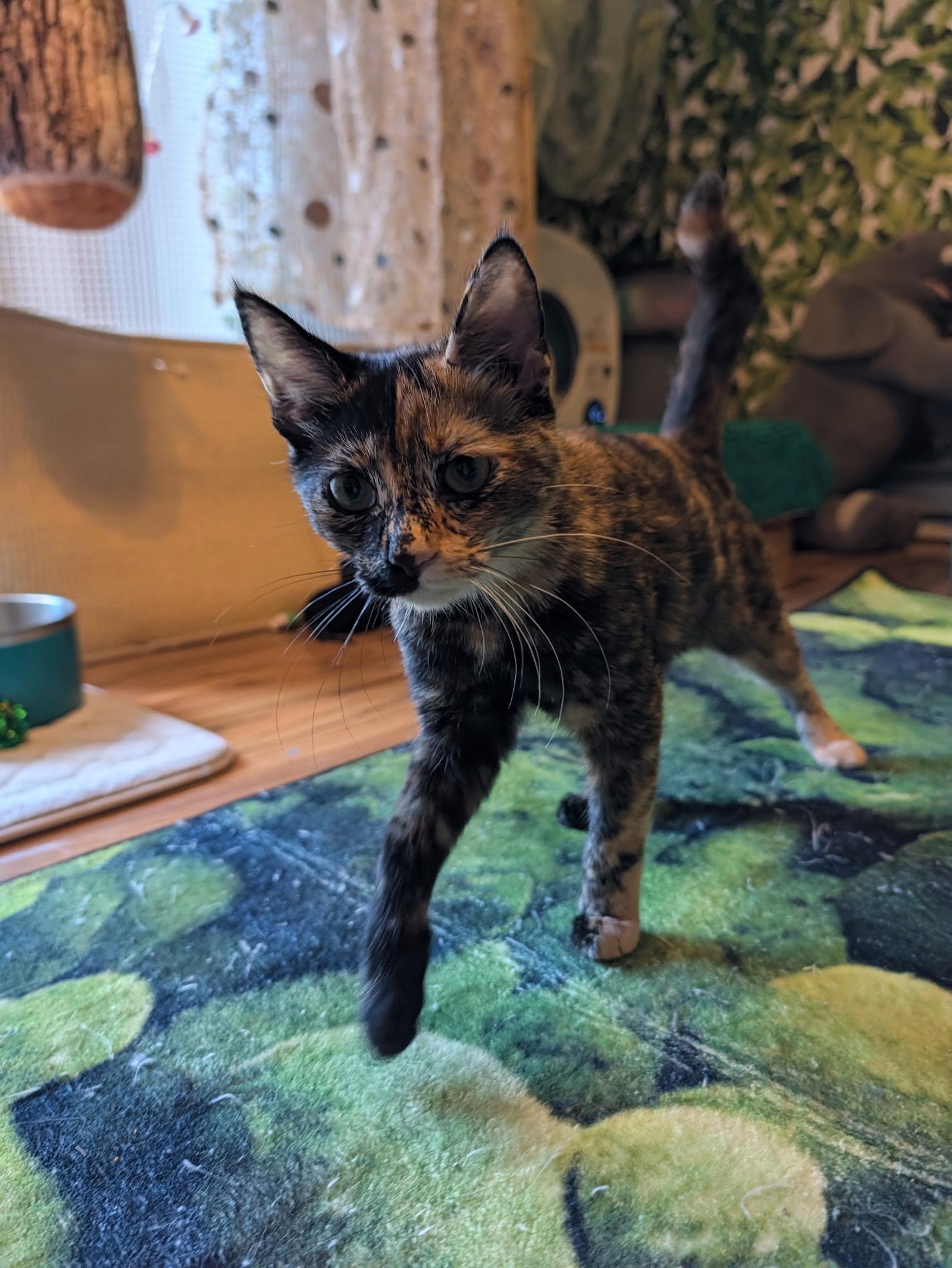 Enlarge Junebug, a Adoptable Tortoiseshell in Beaverton, OR image 6/6