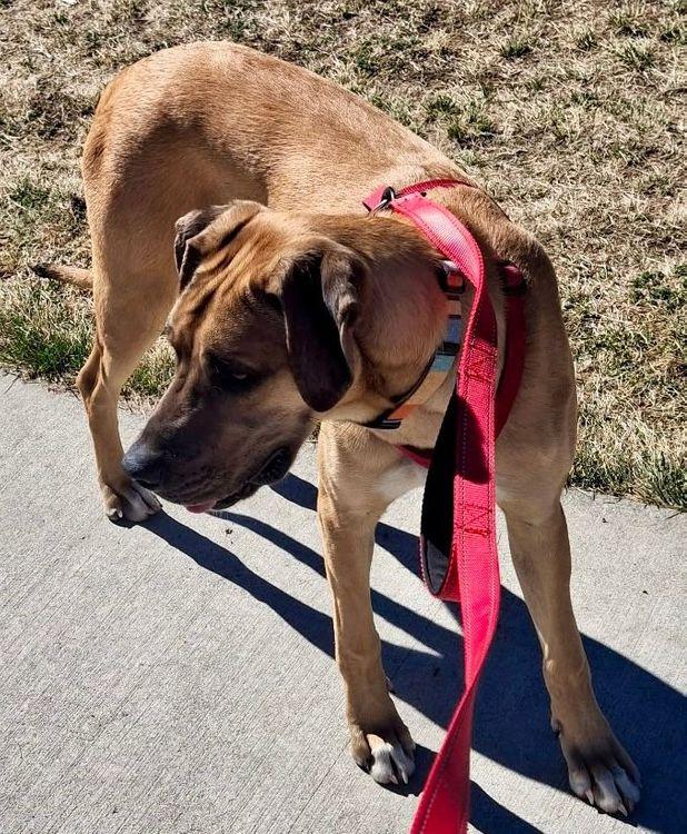 Ruby, adopted, Puppy Female Mastiff & Great Dane.
