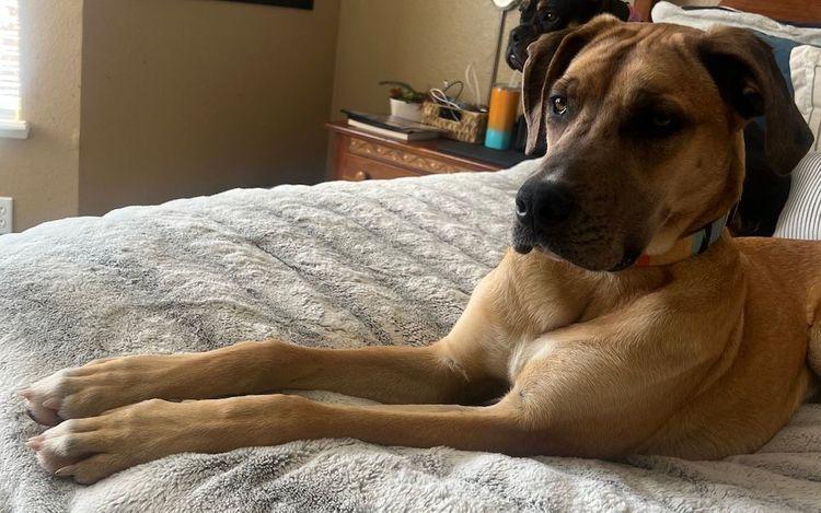 Enlarge Ruby, an adopted mixed breed in Larkspur, CO image 2/3